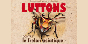 Prévention, surveillance et lutte contre le frelon asiatique en Auvergne Rhône-Alpes Prévention, surveillance et lutte contre le frelon asiatique en Auvergne Rhône-Alpes