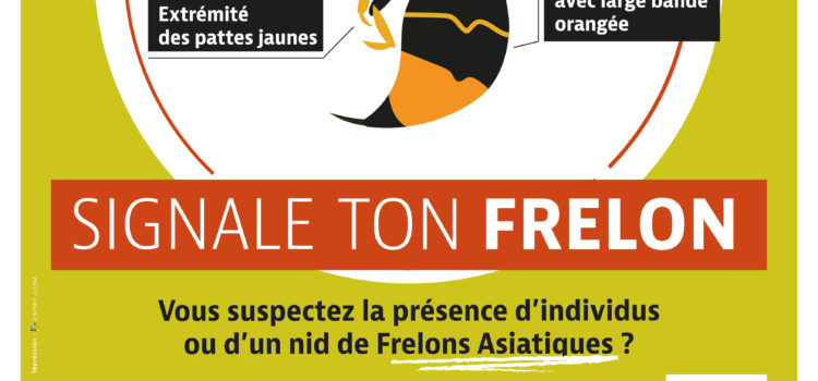 Frelon asiatique en Auvergne Rhône-Alpes Frelon asiatique en Auvergne Rhône-Alpes