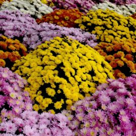 Vente de fleurs de la Toussaint