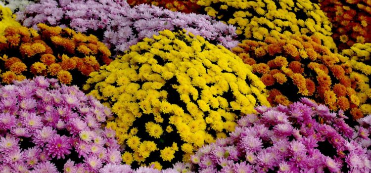 Vente de fleurs de la Toussaint