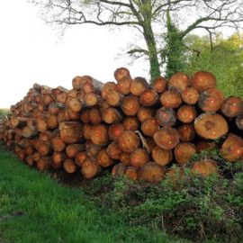 Vente de bois bord de route